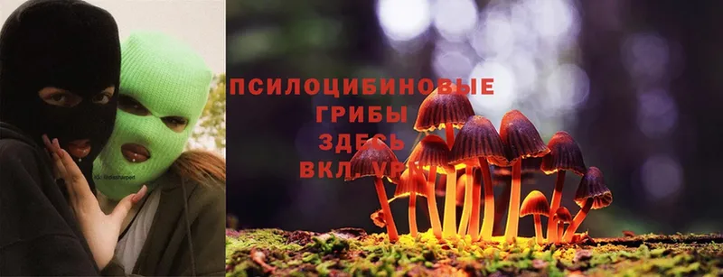 Псилоцибиновые грибы Psilocybe  Котовск 